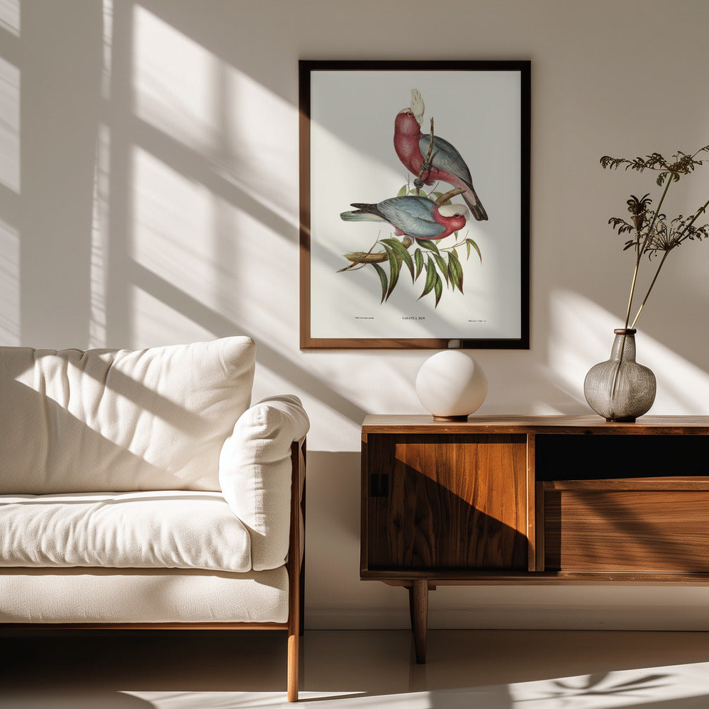 Cacatua Eos Poster
